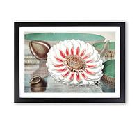 Gigantic Water Lily in Full Bloom by William Sharp Framed Print | A2 Black Framed Wall Art | Ready to Hang | Modern Floral Picture | Living Room Bedroom Lounge Office