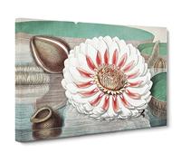 Gigantic Water Lily In Full Bloom By William Sharp Vintage Canvas Wall Art Print Ready to Hang, Framed Picture for Living Room Bedroom Home Office Décor, 24x16 Inch (60x40 cm)