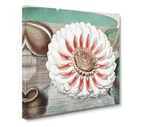 Gigantic Water Lily in Full Bloom by William Sharp Vintage Canvas Wall Art Print Ready to Hang, Framed Picture for Living Room Bedroom Home Office Décor, 14x14 Inch (35x35 cm)