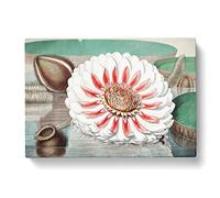 Gigantic Water Lily In Full Bloom By William Sharp Vintage Canvas Wall Art Print Ready to Hang, Framed Picture for Living Room Bedroom Home Office Décor, 50x35 cm (20x14 Inch)