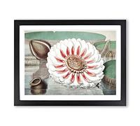 Gigantic Water Lily In Full Bloom By William Sharp Vintage Framed Print | A3 Black Framed Wall Art | Ready to Hang | Classic Floral Picture | Living Room Bedroom Lounge Office