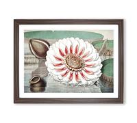 Gigantic Water Lily In Full Bloom By William Sharp Vintage Framed Print | A3 Walnut Framed Wall Art | Ready to Hang | Classic Floral Picture | Living Room Bedroom Lounge Office