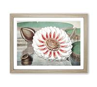 Gigantic Water Lily In Full Bloom By William Sharp Vintage Framed Wall Art Print, Ready to Hang Picture for Living Room Bedroom Home Office Décor, Oak A4 (34 x 25 cm)