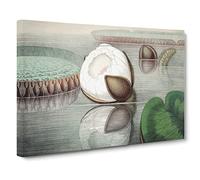 Gigantic Water Lily Opening By William Sharp Canvas Print | Gallery Wrapped 30mm Frame Wall Art | 30x20 inches | Ready to Hang | Retro Floral Picture | Living Room Bedroom Lounge Office