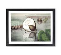 Gigantic Water Lily Opening By William Sharp Vintage Framed Wall Art Print, Ready to Hang Picture for Living Room Bedroom Home Office Décor, Black A4 (34 x 25 cm)