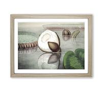 Gigantic Water Lily Opening By William Sharp Vintage Framed Wall Art Print, Ready to Hang Picture for Living Room Bedroom Home Office Décor, Oak A2 (64 x 46 cm)