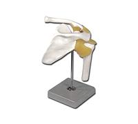 Gima 40140 - Anatomical Model of Human Shoulder Joint, with Ligaments, Highly Detailed, Magnification 1X