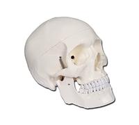 Gima 40155 - Skull Model, White, Value Line, Separable into 3 parts, for Teaching, Medical Practice, Students, Magnification 1 X