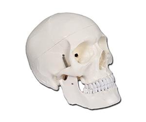 Gima 40155 - Skull Model, White, Value Line, Separable into 3 parts, for Teaching, Medical Practice, Students, Magnification 1 X