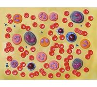 Gima - Anatomical Model of Blood Cells, Highly Detailed, 1 Part, Magnification 2,000X