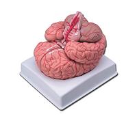Gima - Anatomical Model of Human Brain, with Arteries, Modular in 9 Parts, Magnification 1X