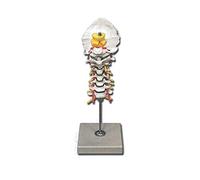 Gima - Anatomical Model of Human Cervical Spinal Column, Highly Detailed, Magnification 1X