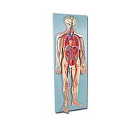 Gima - Anatomical Model of Human Circulatory System, Highly Detailed, 2 Parts, 1/2 Natural Size.