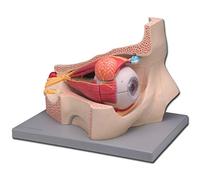 Gima - Anatomical Model of Human Eye, Modular in 4 Parts, Magnification 5X