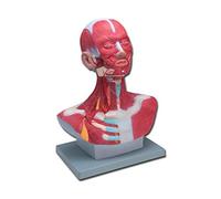 Gima - Anatomical Model of Human Head Dissection, Modular in 4 Parts, Magnification 1X