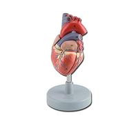 Gima - Anatomical Model of Human Heart, Sectioned, Highly Detailed, Tridimensional, Modular in 2 Parts, Magnification 1X