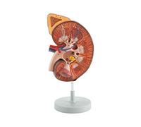 Gima - Anatomical Model of Human Kidney with Adrenal Grand, Sectioned, Highly Detailed, Tridimensional, 1 Part, Magnification 3X