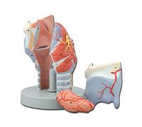 Gima - Anatomical Model of Human Larynx, Modular in 5 Parts, Magnification 2X