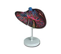 Gima - Anatomical Model of Blood Cells, Highly Detailed, 1 Part, Magnification 2,000X