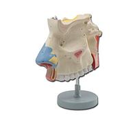 Gima - Anatomical Model of Human Nasal Cavity, Modular in 3 Parts, Magnification 3X