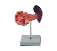 Gima - Anatomical Model of Human Pancreas Duodenum and Spleen, 1 Part, Magnification 1X