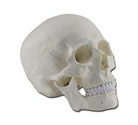 Gima - Anatomical Model of Human Skull, Highly Detailed, Modular 3 Parts, Magnification 1 X