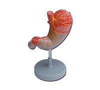 Gima - Anatomical Model of Human Stomach, Modular in 2 Parts, Magnification 1.5X
