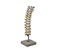 Gima - Anatomical Model of Human Thoracic Spinal Column, Highly Detailed, Magnification 1X
