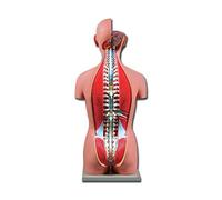 Gima - Anatomical Model of Human Torso Dual-Sex, Open Back, Highly Detailed, Modular in 27 Parts, Magnification 1X