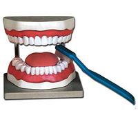 Gima - Anatomical Model of Oral Hygiene Teeth, Highly Detailed, with Toothbrush, Magnification 3 X