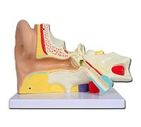 Gima - Coloured Ear Model, Value Line, Tympanum Modular in 3 Parts, for Teaching, Medical Practice, Students, 3 X