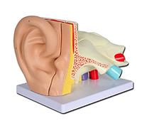 Gima - Coloured Ear Model, Value Line, Tympanum Modular in 5 Parts, for Teaching, Medical Practice, Students, 3 X
