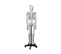 Gima - Human Skeleton Model, Value Line, Articulated Joints, Modular Limbs, for Teaching, Medical Practice, Students, h 180 cm