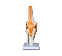Gima - Knee Anatomical Model, Joints and Ligaments, Value Line, Magnification 1 X