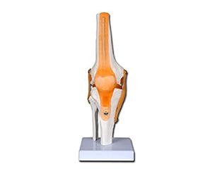 Gima - Knee Anatomical Model, Joints and Ligaments, Value Line, Magnification 1 X