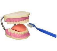 Gima - Mouth Model for Dental Hygiene with Toothbrush, Value Line, Magnification 3X