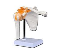 Gima - Shoulder Anatomical Model, Clavicle, Joints and Ligaments, Value Line, Magnification 1 X