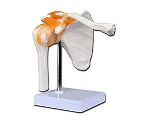 Gima - Shoulder Anatomical Model, Clavicle, Joints and Ligaments, Value Line, Magnification 1 X