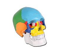 Gima - Skull Model, Coloured, Value Line, Separable into 3 parts, for Teaching, Medical Practice, Students, Magnification 1 X