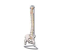 Gima - Spine Model with Femors, Flexible, Value Line, Magnification 1 X