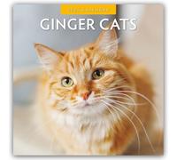 Ginger Cats 2025 Square Wall Calendar by Red Robin 9781804423912 NEW