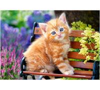 Castorland B-52240 Hobby Panoramic Ginger Kitten Jigsaw Puzzle, 500 Pieces Set, Multi