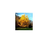 Ginkgo biloba - Maidenhair Tree, - Plant in 1 L Pot