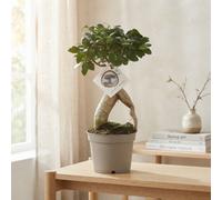 Ginseng Ficus Bonsai (Ficus Microcarpa) - 12Cm Pot