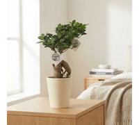 Ginseng Ficus Bonsai (Ficus Microcarpa) - 14Cm Ceramic Pot