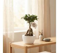 Ginseng Ficus Bonsai (Ficus Microcarpa) - 14Cm Folded Ceramic Pot