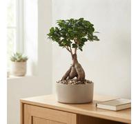 Ginseng Ficus Bonsai (Ficus Microcarpa) - 15Cm Pot