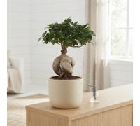 Ginseng Ficus Bonsai (Ficus Microcarpa) - 18Cm Pot
