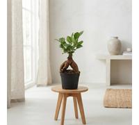 Ginseng Ficus (Ficus Microcarpa) - 9Cm Pot, 20Cm Tall
