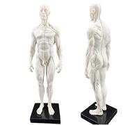 GIQKDZNUO 30Cm / 11.8Inch Male Anatomy Figure - Human Anatomical Muscle Bone Model - Resin Material Human Body Musculoskeletal Anatomical Model - for Art Mannequin,Artist Drawing Study,A